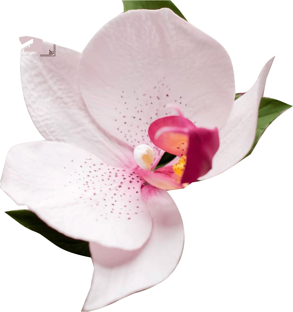Cortador de Flor Orquídea Phalaenopsis Conjunto com 4 peças - Loja Adalgisa  Almeida