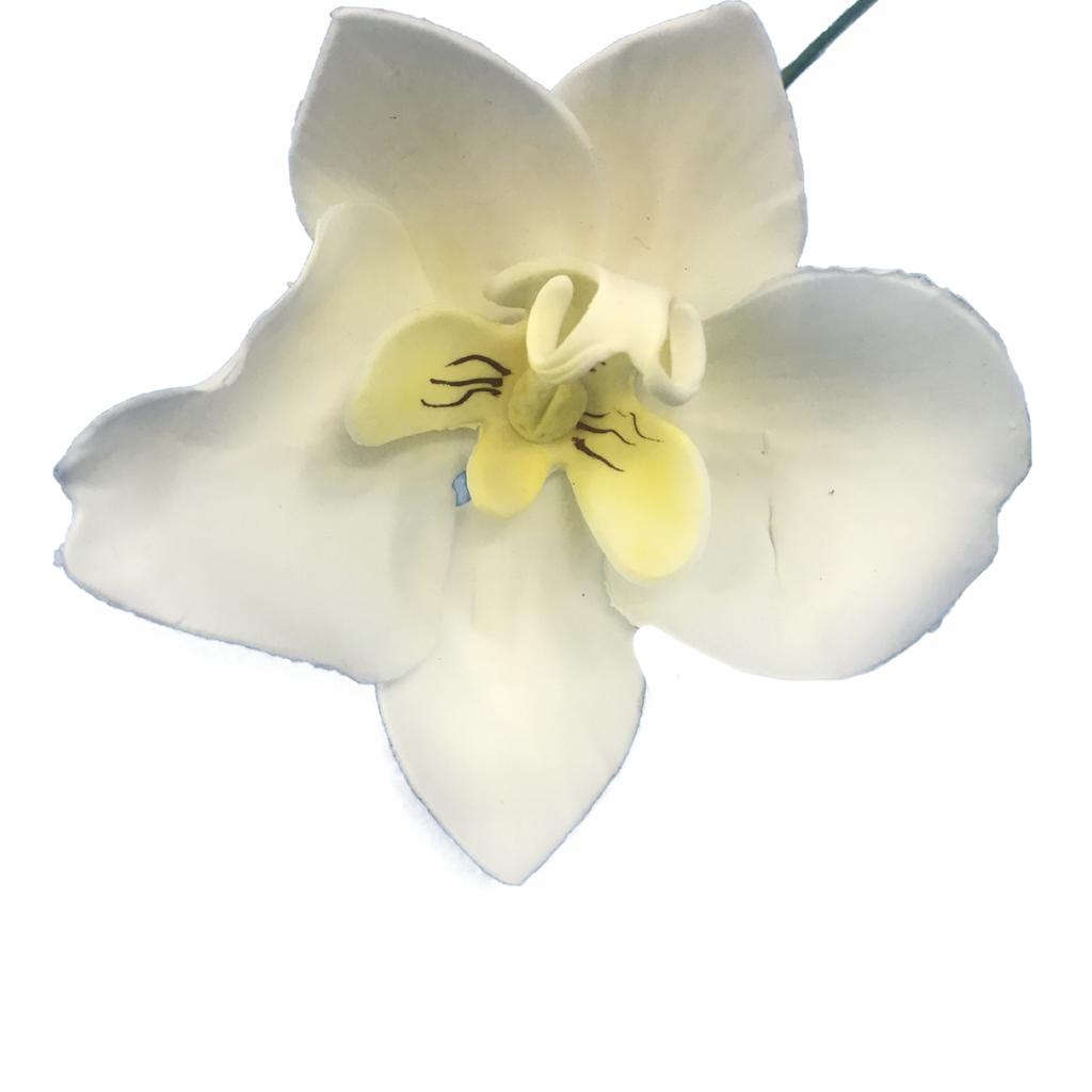 Orquídea Phalaenopsis de biscuit