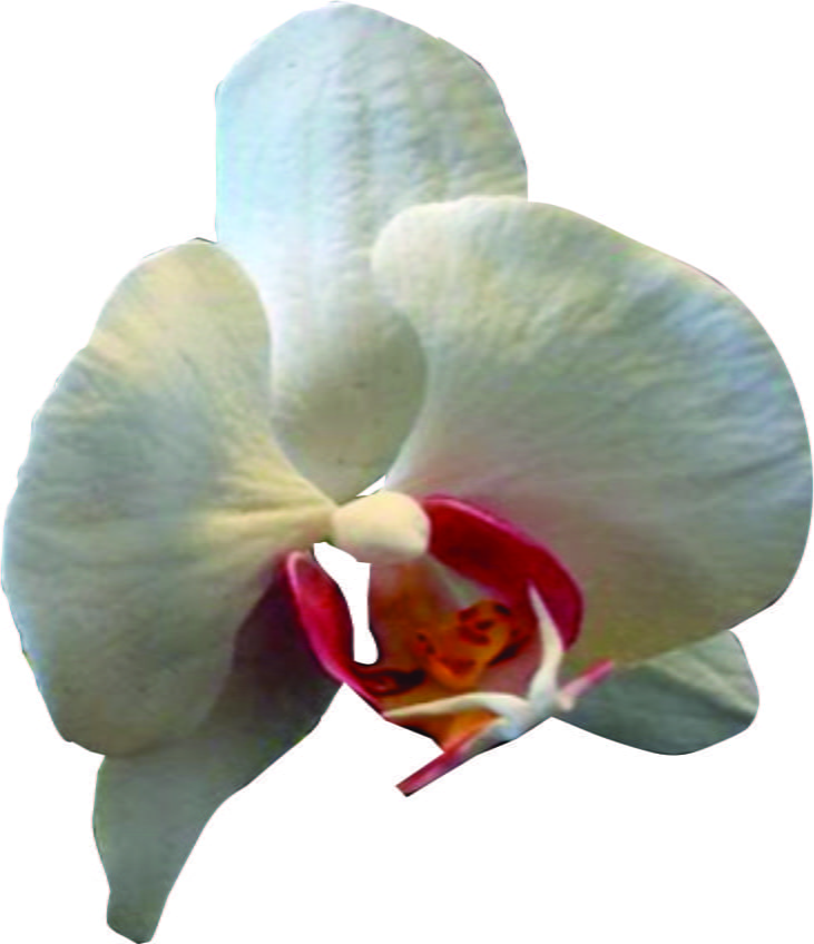 Molde de Silicone de Frisador/Marcador de nervuras de Pétalas da Flor  Orquídea Phalaenopsis, 6 peças, 3 conjuntos dupla face - Loja Adalgisa  Almeida
