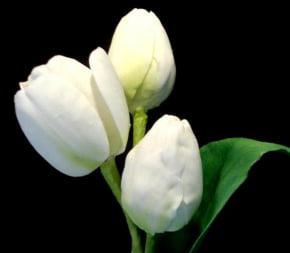 Conjunto de Cortador da Pétala da Flor Tulipa Lisa GRANDE