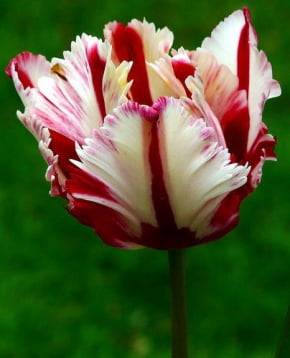 Molde de Silicone Frisador/Marcador de nervuras da Pétala da Flor Tulipa Crespa