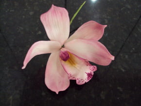 Conjunto Cortadores da Flor Orquídea Cymbidium
