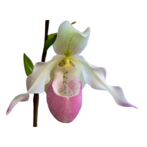 Conjunto de Cortadores da Flor Orquídea Sapatinho