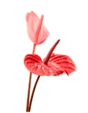 Conjunto de Cortador da Pétala da Flor Antúrio GRANDE