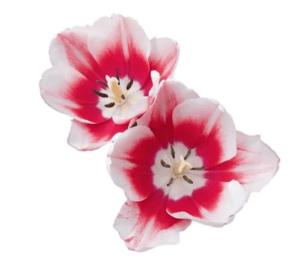 Conjunto de Cortador da Pétala da Flor Azaléia