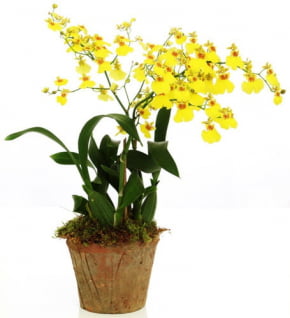 Conjunto de  Flor de Orquídea Oncidium / Chuva de Ouro