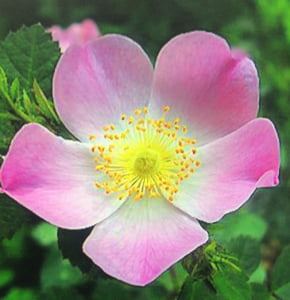 Cortador de Pétala da Flor Briar Rose