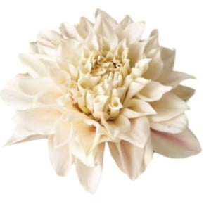 Conjunto de Cortador da Flor Dalia Dhalia