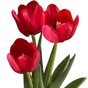 Conjunto de Cortadores da Pétala da Flor Tulipa Lisa - Latão - O Corte Perfeito