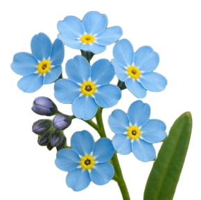 Conjunto de Cortadores de Mini Flor Primula para doces Conjunto de Cortadores de Mini Flor Primula para doces