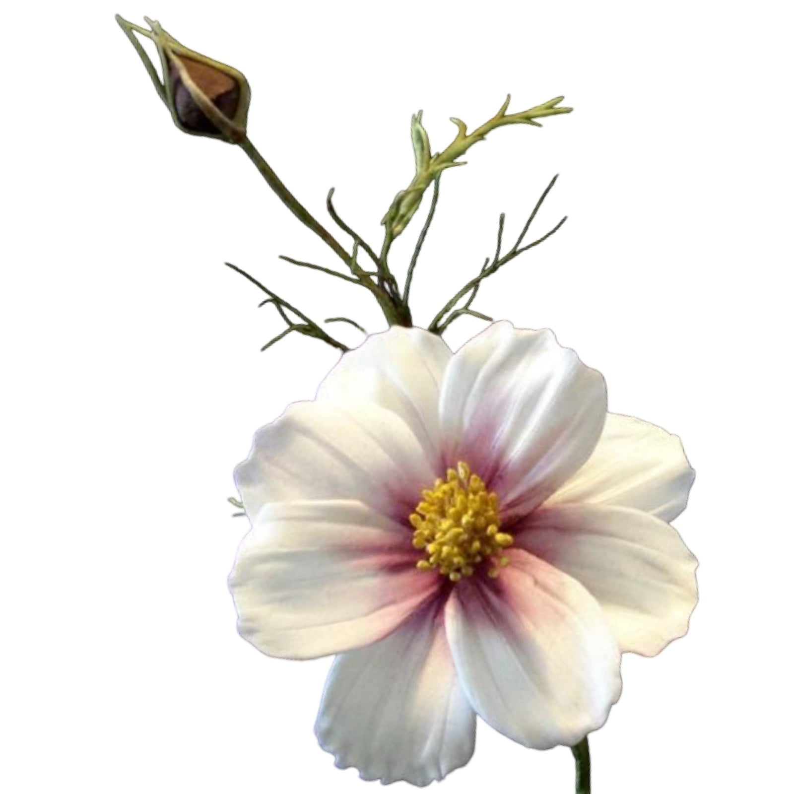 Cortador da Flor Cosmos