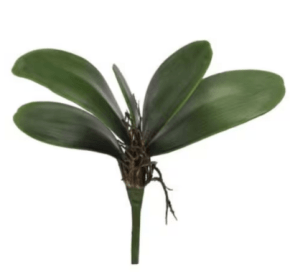 Cortador da Folha da Flor Orquídea Phalaenopsis - Latão - O Corte Perfeito