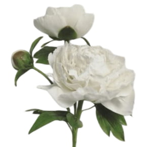 Cortador da Sépala da Flor Peônia