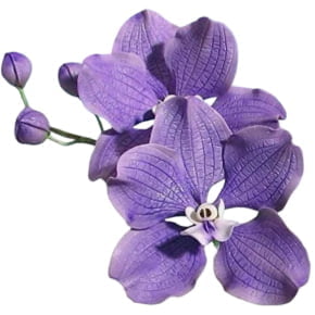 Cortador de Flor Orquídea Vanda Wanda em Latão Conjunto com 3 peças