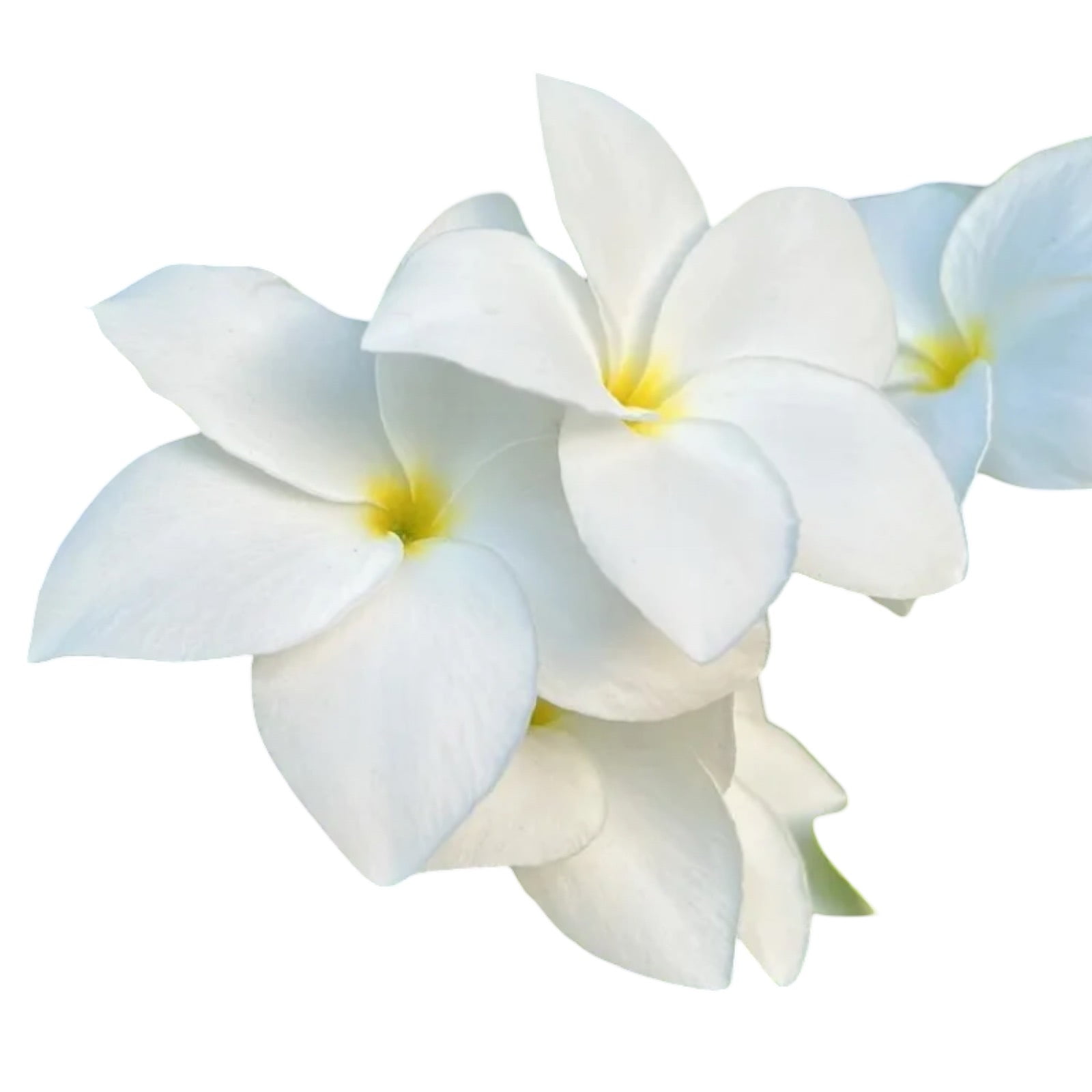 Cortador Mini Flor e Folha da Flor Jasmin