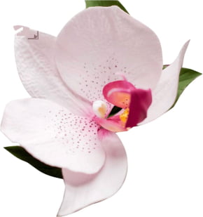 Kit Flor Orquídea Phalaenopsis - Linha Profissional