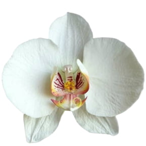 Kit Flor Orquídea Phalaenopsis - Linha Profissional
