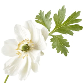 Kit Composto por 2 itens para fazer a Flor Anêmona em Açúcar ou Biscuit