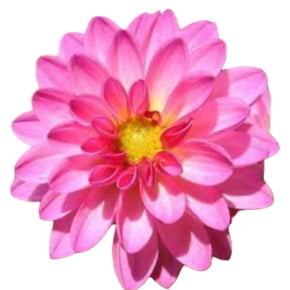 Molde de silicone frisador/marcador de nervuras da flor Dália com 8 peças.