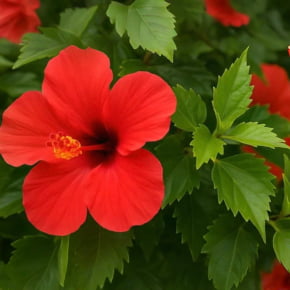 Molde de Silicone Frisador/Marcador de nervuras da Folha da Flor Hibisco