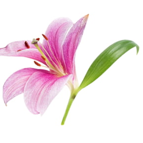 Molde de Silicone Frisador/marcador de nervuras da Folha da flor Lírio 2 peças