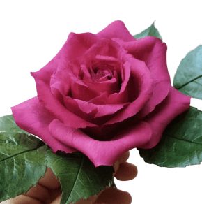 Molde de Silicone Frisador/Marcador de nervuras da Folha da Rosa, 2 PEÇAS, 1 CONJUNTO DUPLA FACE