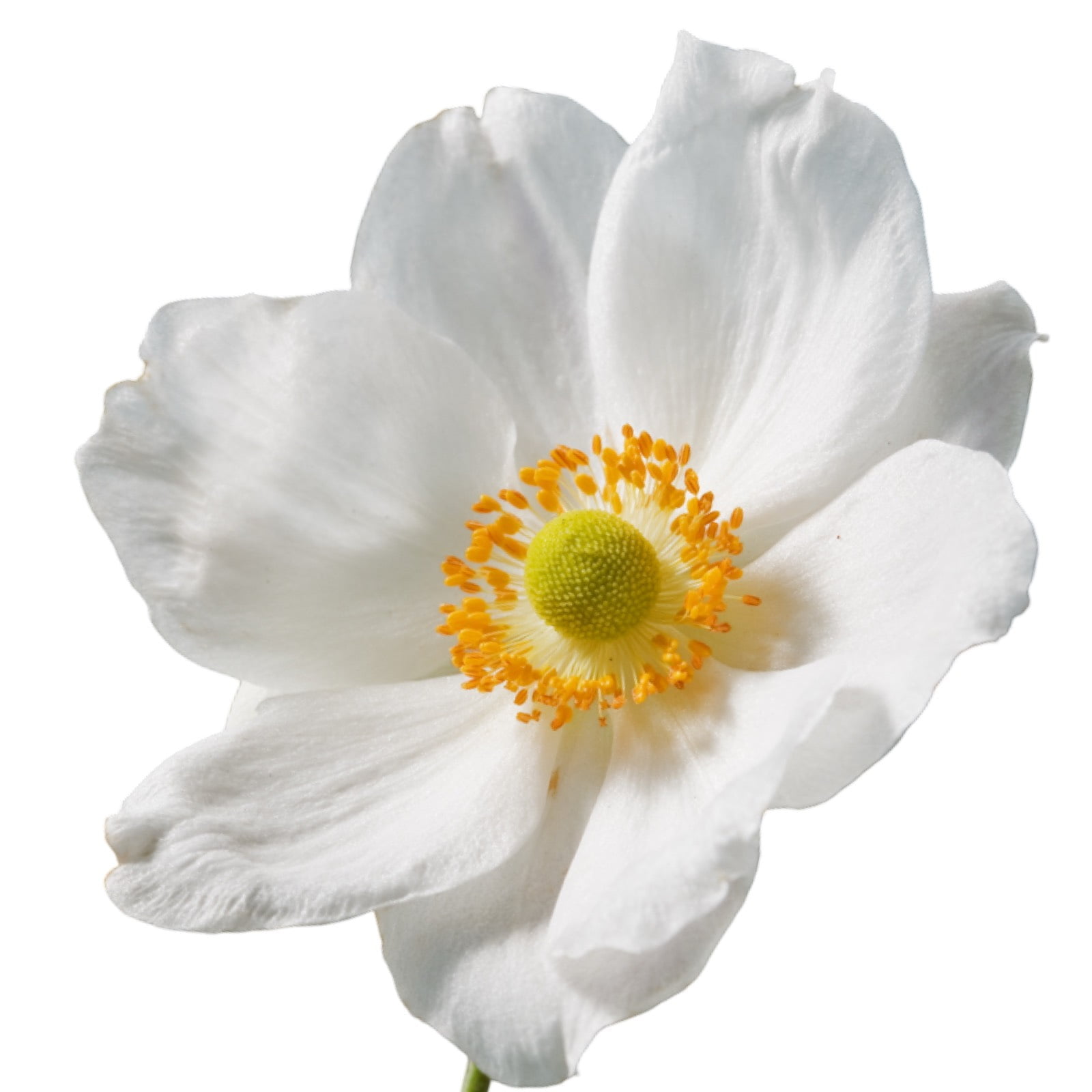 Molde de Silicone Frisador/Marcador de nervuras da Pétala da Flor Anêmona