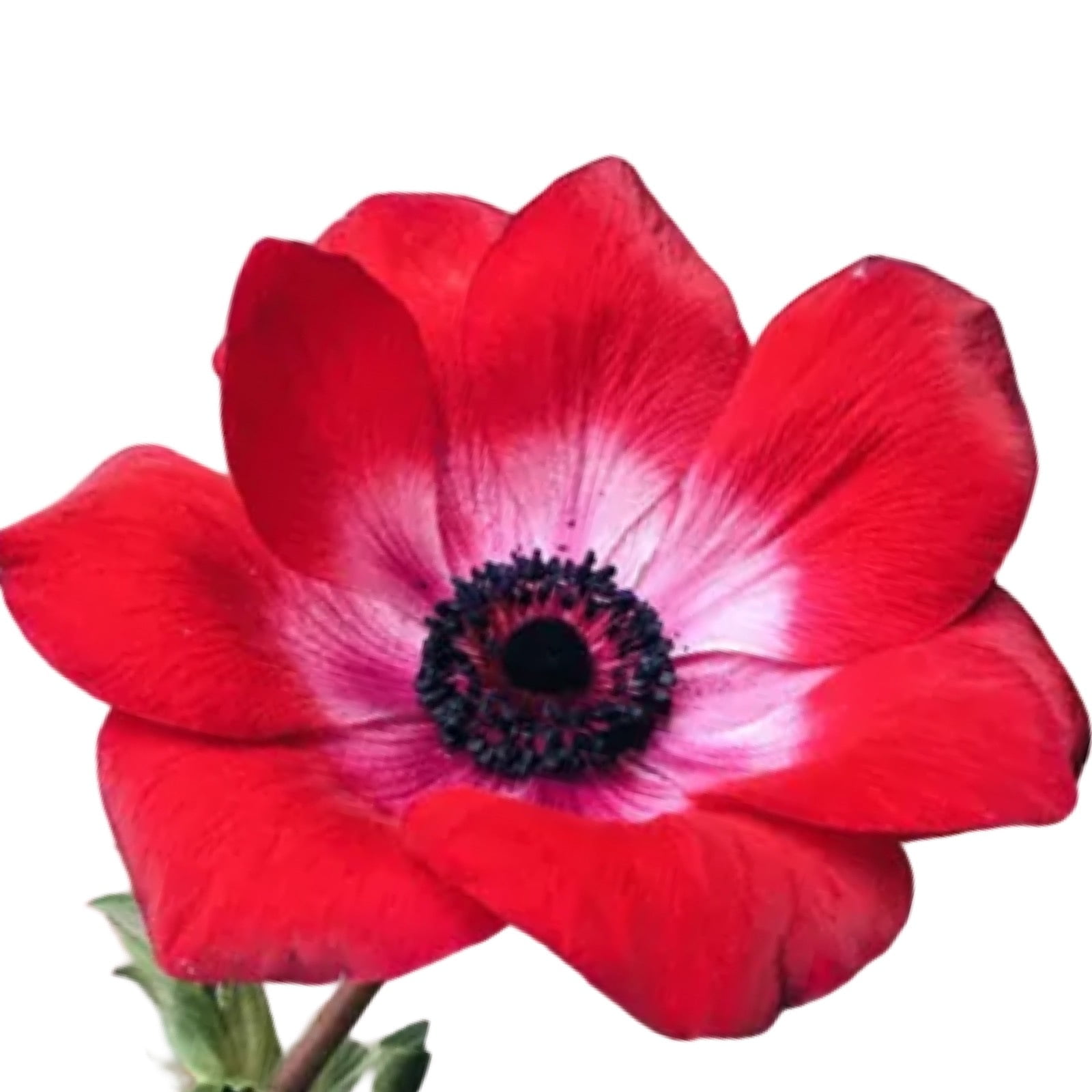 Molde de Silicone Frisador/Marcador de nervuras da Pétala da Flor Anêmona