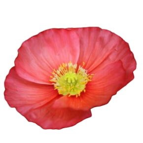 Molde de Silicone Frisador/Marcador de nervuras da Pétala da Flor Papoula