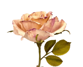 MOLDE DE SILICONE FRISADOR/MARCADOR DE NERVURAS DA PÉTALA DA FLOR ROSA