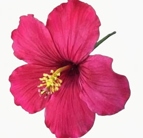 Molde de Silicone Frisador/Marcador de nervuras de Pétala da Flor Hibisco 1 Molde de Silicone Frisador/Marcador de nervuras de Pétala da Flor Hibisco 1