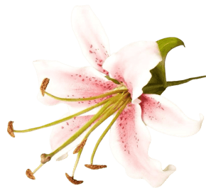 Molde de Silicone Marcador de nervuras da Pétala da flor Lírio 2 peças.