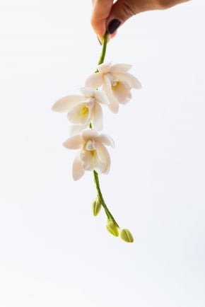 Mini Orquídea Cymbidium de biscuit