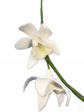 Mini Orquídea Cymbidium de biscuit