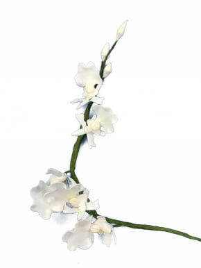 Orquídea Oncidium de biscuit