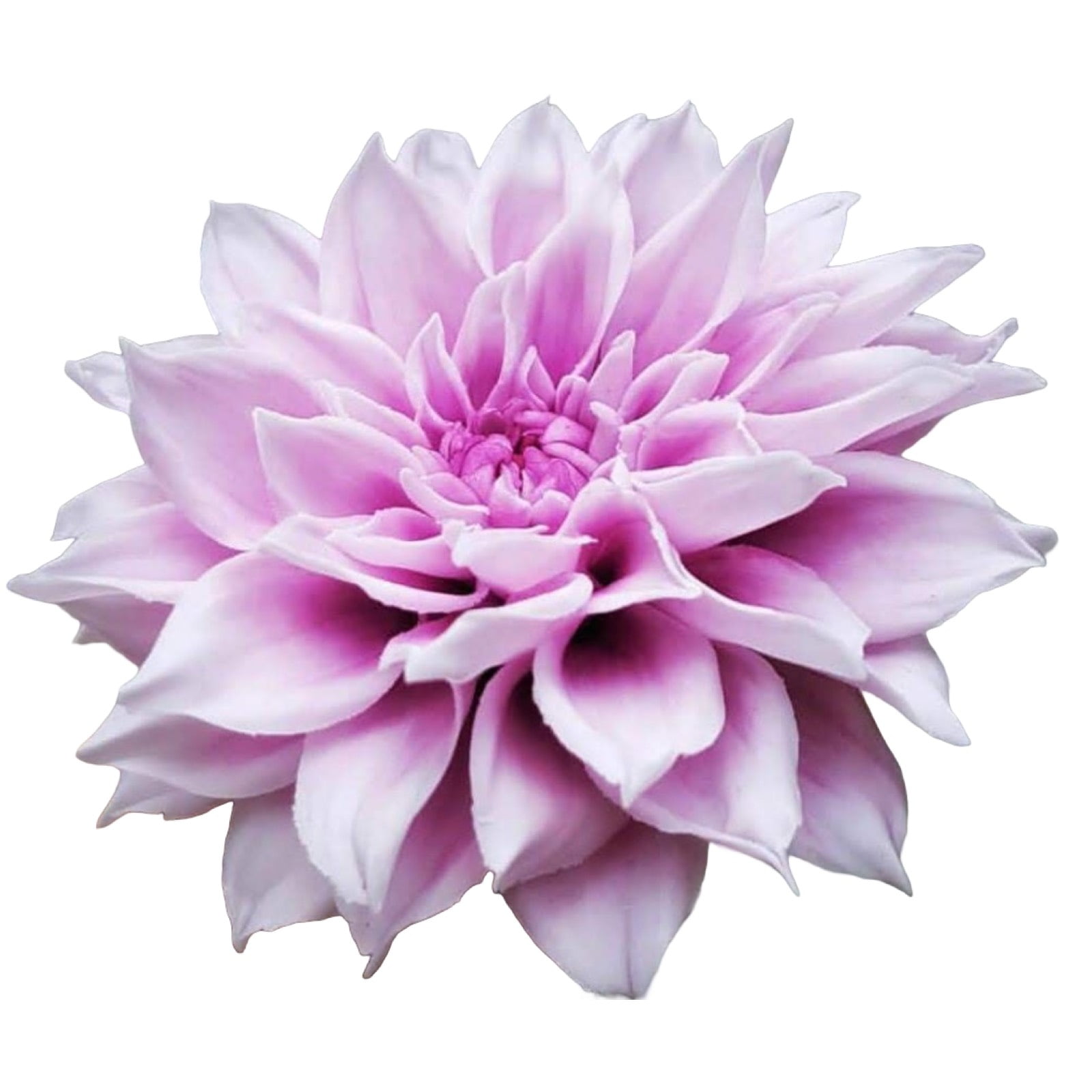 Molde de silicone frisador/marcador de nervuras da flor Dália com 8 peças.