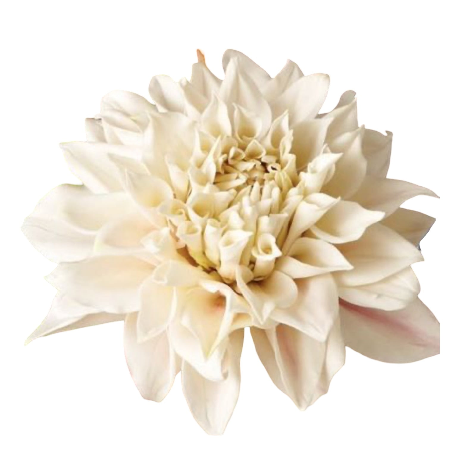 Molde de silicone frisador/marcador de nervuras da flor Dália com 8 peças.