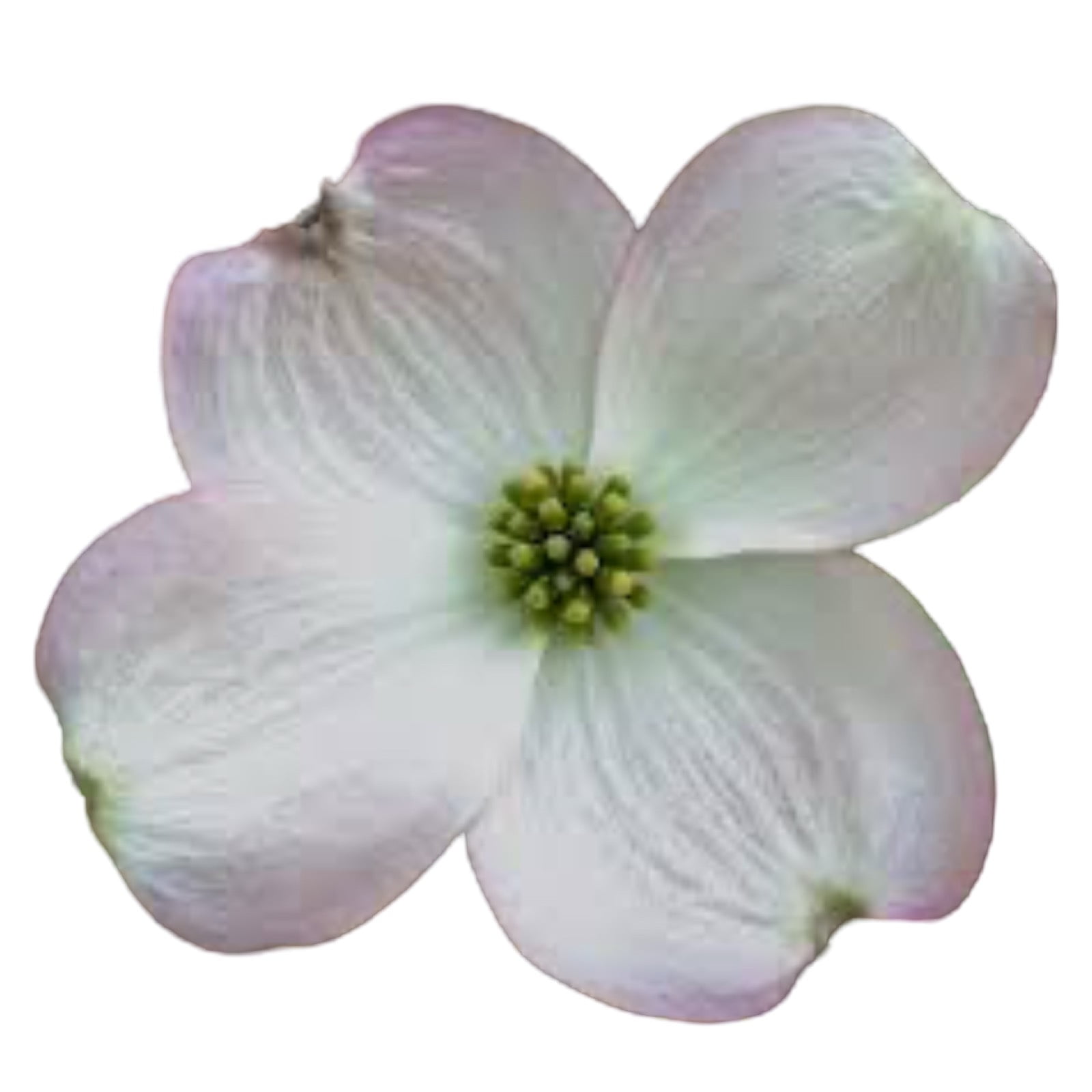 Molde de Silicone Frisador/Marcador de nervuras da flor Dogwood PEQUENA