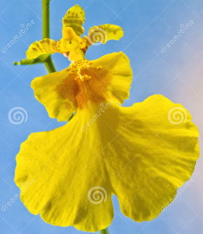 Molde de Silicone Frisador/Marcador de nervuras da flor Orquídea Vanda