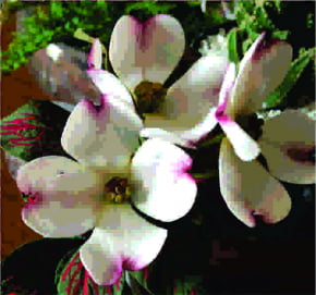 Molde de Silicone Frisador/Marcador de nervuras da flor dogwood GRANDE