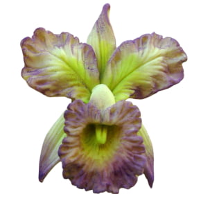 Molde de Silicone em Formato da Orquídea Catléia Pronta