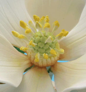 Molde de Silicone com formato do centro da Flor Magnólia, com 3 cavidades em 3 tamanhos.