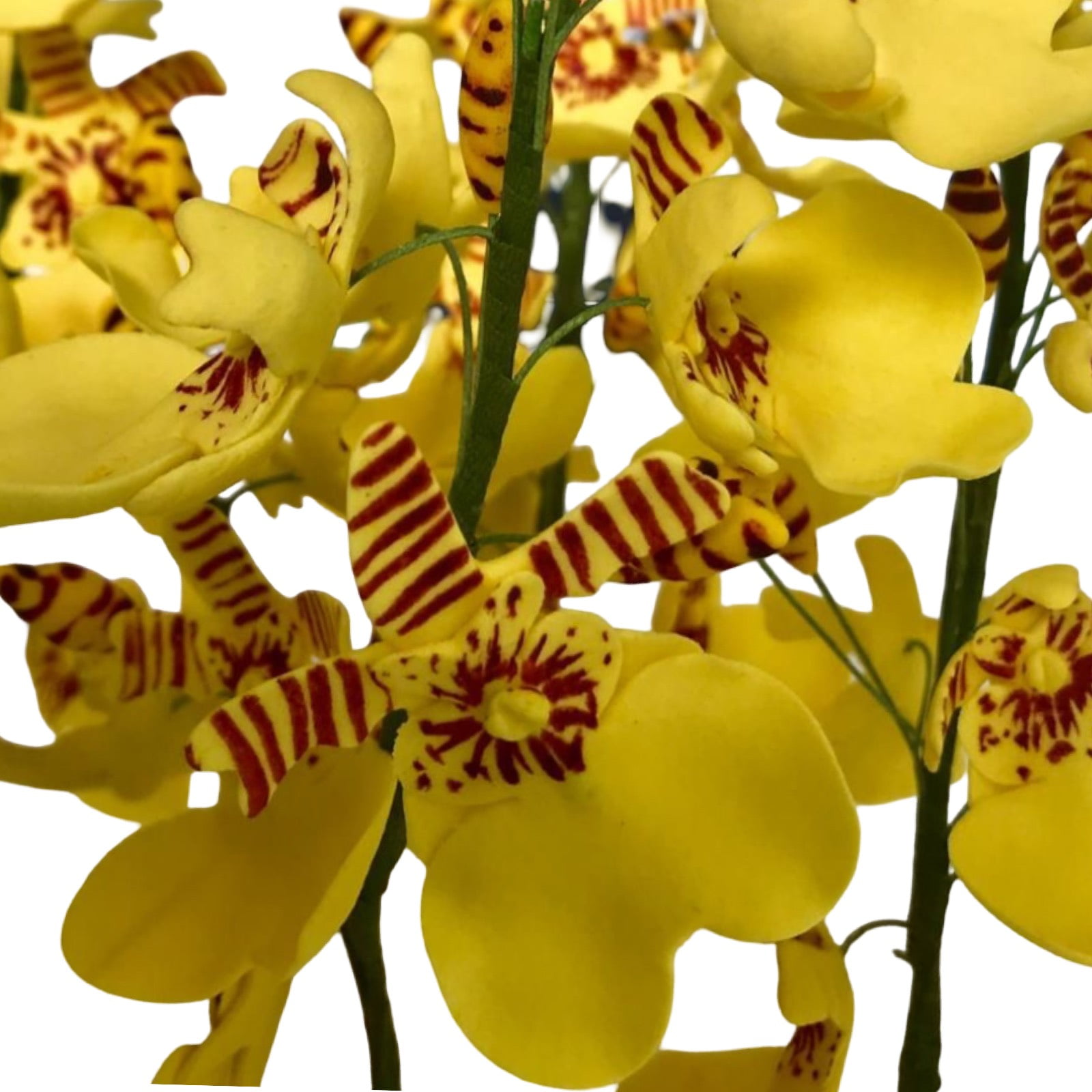 Molde de Silicone Frisador/Marcador de nervuras da flor Orquídea Chuva de Ouro
