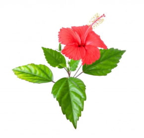 Molde de Silicone Frisador/Marcador de Nervuras da Folha da Flor Hibisco 1 tamanho