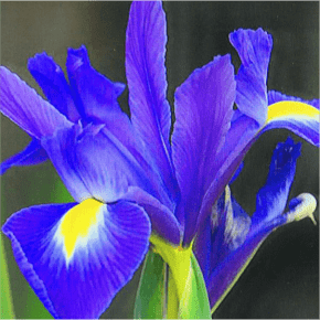 Molde de Silicone Frisador/Marcador de nervuras das Pétalas da Flor Iris Holandesa