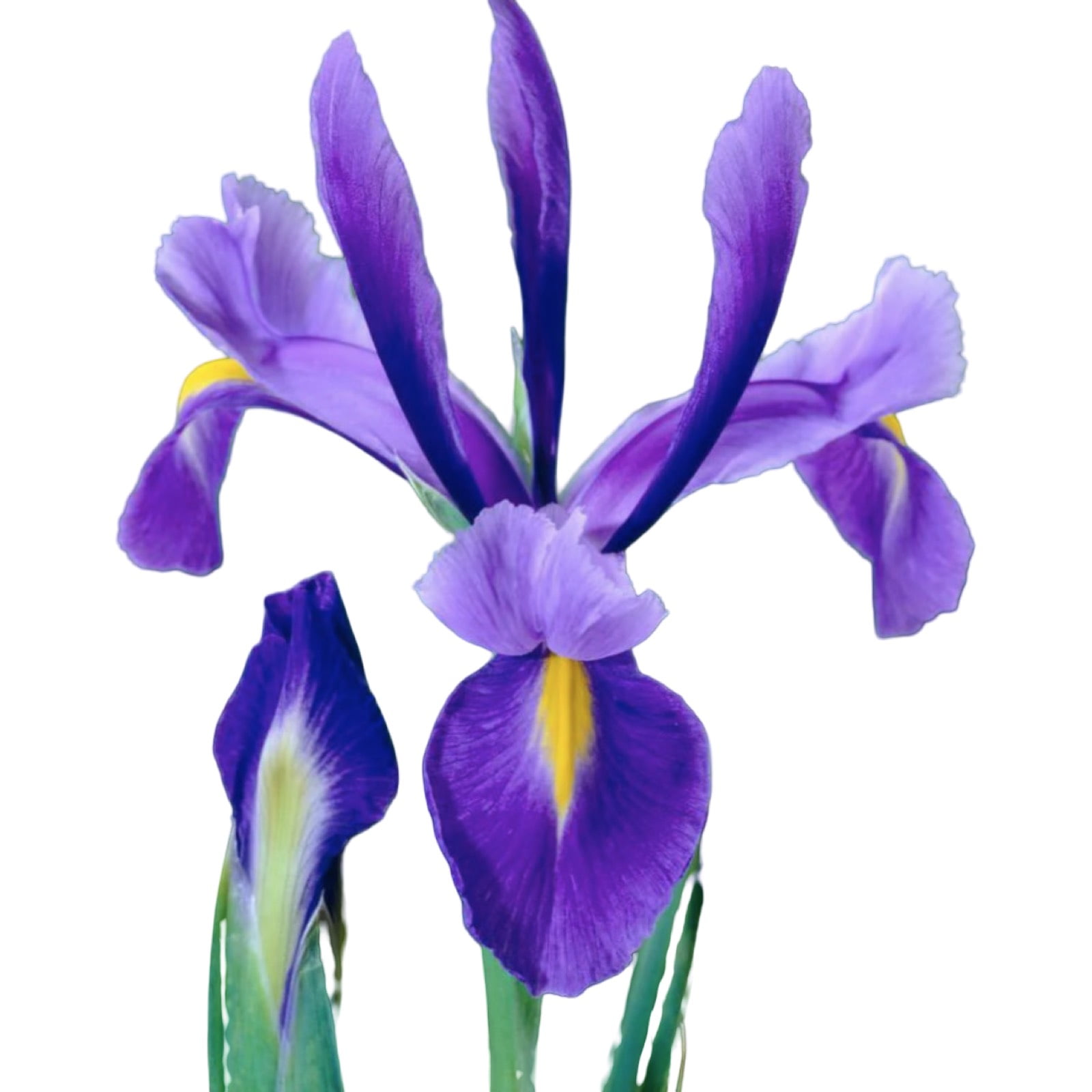 Molde de Silicone Frisador/Marcador de nervuras das Pétalas da Flor Iris Holandesa